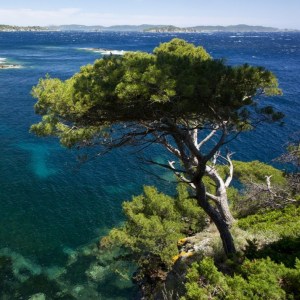 bluetree massage arbre azur