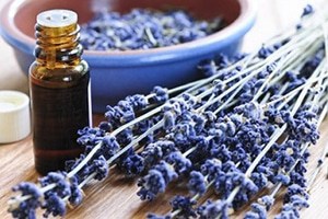 Lavender herb and essential oil
