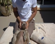 dog massage st paul de vence